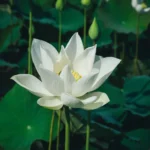 White Lotus Season 4: Cast, Release Date, Story, Trailer, and Updates