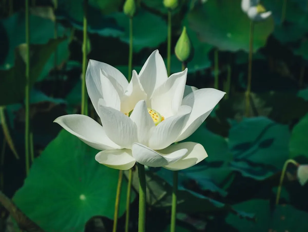 White Lotus Season 4: Cast, Release Date, Story, Trailer, and Updates